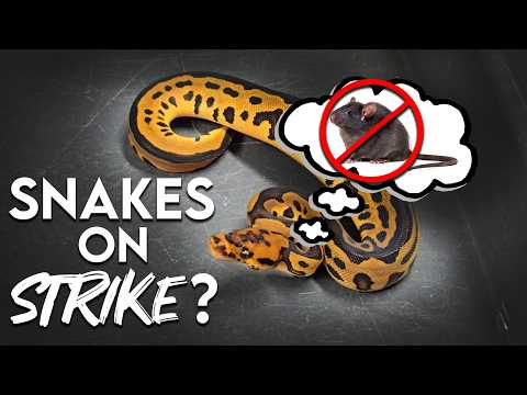 Ball Python wont eat? Try these tips!