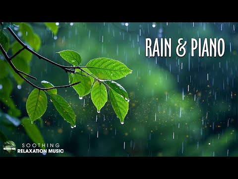 Rainforest Rain Sounds Helps you Relax, Study, Reduce Stress 🌧️ Nature White Noise