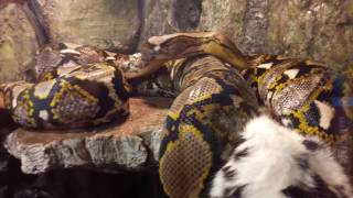 Python Reticulatus Bali Yellowhead   setup feeding a rabbit