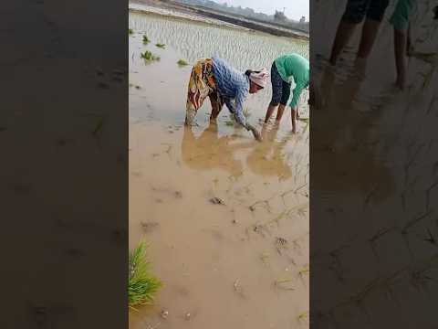 సరదాగ అమ్మ తో అలా పోలంలో😍🫶🏻#farming #trendingshortsvideo #telugusongs #villagelifestylevlog