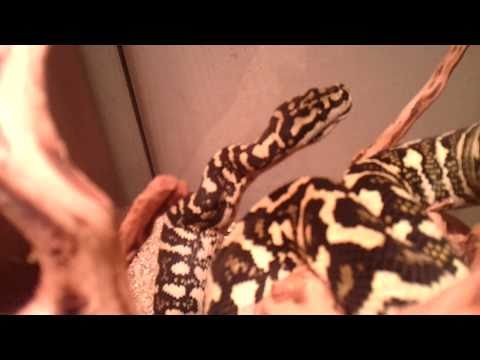 Jungle Carpet Python feeding pt.3 - Nemesis
