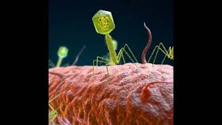 How Bacteriophage T4 attacking on E-coli?