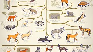 ALL THE DOGS, EXPLAINED