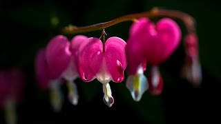 Brian Crain - 143 Song Golden Collection ▶ [♫ 9 HOUR Piano Music Playlist for Studying ♫]