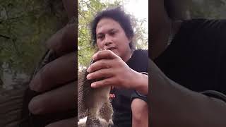 mancing menggunakan jaring dapat ikan nila babon #trendingshorts #mancingjaring #mancing