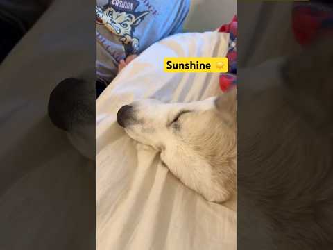 I don’t want to wake up, I’m sleepy! Naptime cuddles with Hope #puppy #cute #dogshorts #fypシ