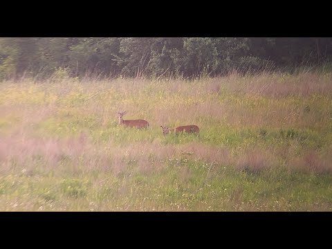 Two Bucks is Two Bucks - Through the Vortex Crossfire HD 12-36x50