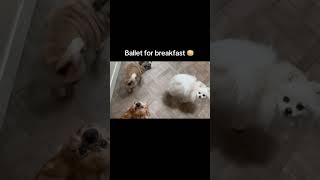 Ballet for breakfast 🍳 #pomeranian #chihuahua #pug