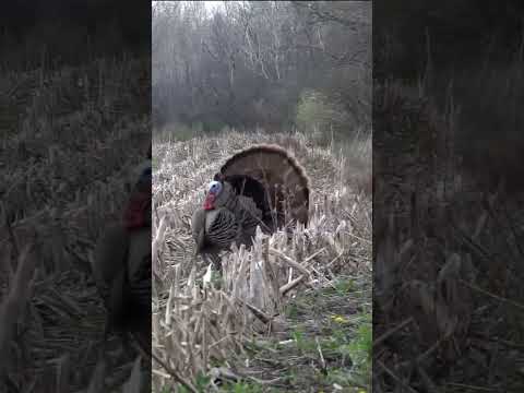 🦃                 #birds #foryou #hunting #bow #bowhunting #outdoors #nature
