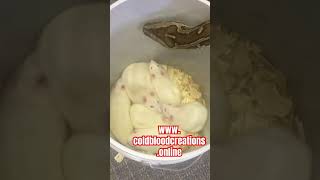 Burmese Python Helps Herself #coldbloodcreations #snake #burmesepython
