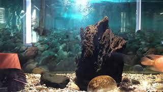 Aggressive Wolf fish Destroys Aquarium Heater!