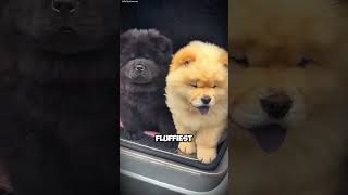 fun facts about chow chow dogs #ChowChow #FluffyDogs #LionDogs #AncientBreeds #DogLovers