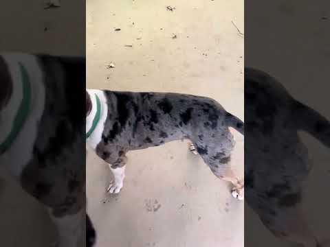 So agile, yet so silly ! #dog #naturesounds #shorts #cute #RainyDay #playpals