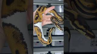 0.1 Piebald het Desert Ghost #piebaldballpython #ballpythonbreeder #piedballpython #ballpython