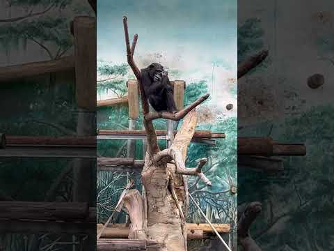 A very adorable video of a monkey in Osaka Zoo.