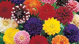 All different  flowers 🌷🌼🌺.  Ajith  talks 👍
