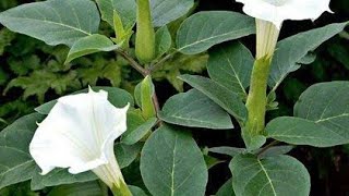 dhature ka phodha uagane ka sabse achha tarika || how to grow datura plant