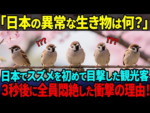【海外の反応】「なんで日本の動物はこんなに可愛いの！？」外国人がスズメを見て大絶賛した理由とは？