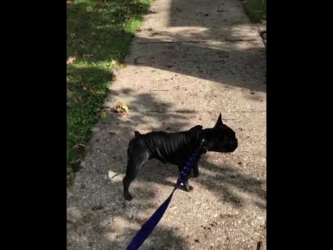 Frenchie Reacts to Scary Halloween Decorations 😂 | French Bulldog #shorts
