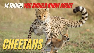 Cheetah Facts | 14 Things You Should Know about Cheetahs