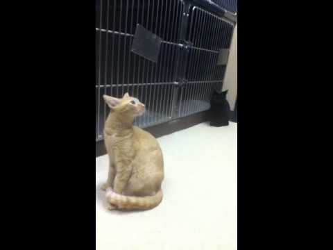 Cutest cat meow!