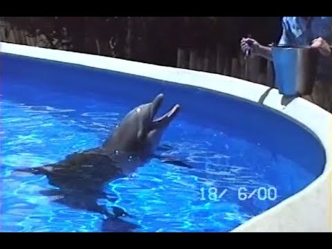 Dolphin feeding pool, 2000