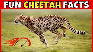 10 Fun Facts About Cheetahs: The World's Fastest Land Animals