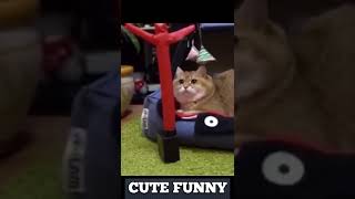 Vidéos d'animaux drôles 2022 - Vidéos de chiens et de chats les plus drôles 😺 - Compilation #shorts