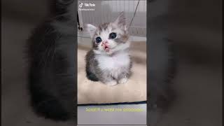 Vidéo d'un petit chat mignon.