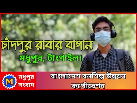 Chandpur Rubber Garden, Madhupur, Tangail || Bangladesh Forestry Development Corporation.