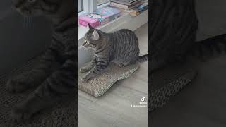 #catgram #cat #kittensofinstagram #catsofyoutube #catsoftiktok