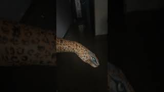 3 in one video #youtubeshorts #shortsvideo #shortsviral #shorts #ytshortsindia
