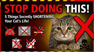 Stop Doing THAT!⚡️5 Things That Are Secretly Shortening Your Cat's Life!