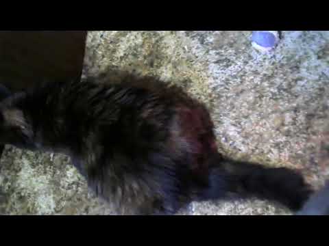Delta and catnip ball on string, Sep2022