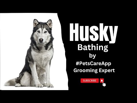 Bathing Siberian Husky Dog! by #petscareapp #groomer