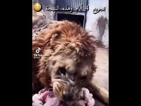 الأسد هجم على لحمة اسرع من النمر #shoorts#