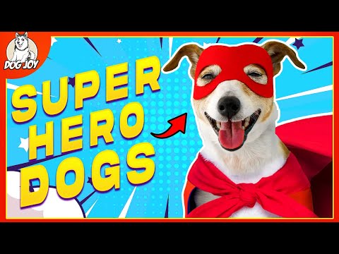 Canine Heroes: 10 Incredible Super Dogs Who Became Lifesavers!