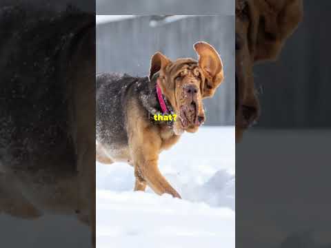 90% People Don't know this Dog Facts! Part2#youtubeshorts #didyouknow #dogfacts #amazingfacts #facts