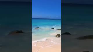seashore #nature #ytshorts #wildwonderland #floralfantasy #naturenurtures #ecoadventures #beachlife