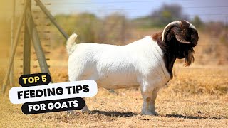 5 feeding tips for goats - Boer Goat Farming