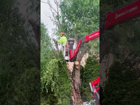Tree trimming 🌳 ✂️ #treetrimming #garden #spring #toronto