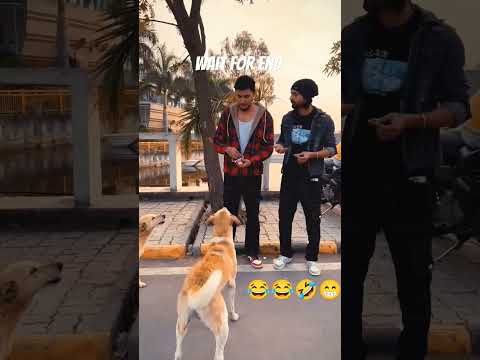New comedy video 2023 🤣🤣😂#trending #comedyshorts #comedy #dog