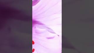 #garden #houseplants #daliyroutine #shahzadi920#beautiful flowers