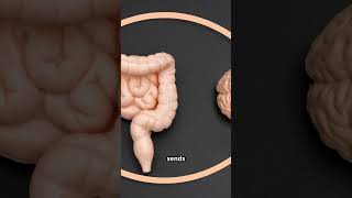 Your Gut Has a Second Brain — Literally!