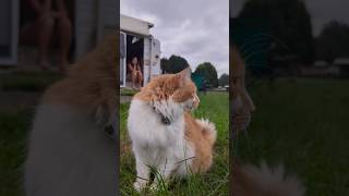 Off leash kitty #lapofaustralia #pettravel #petfriendlytravel #travelwithpets #exploreaustralia