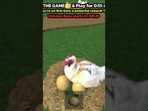 Stealing eggs from chicken