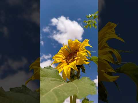 A Sunflower shot by me, I hope you like it and subscribe