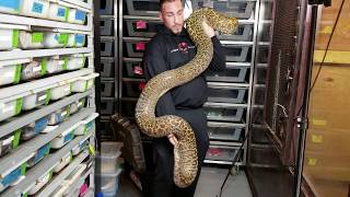 Burmese pythons!  Growth rate and various life stages!