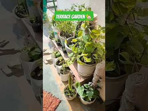 #garden #terrace #plants #terracegarden #viralvideo #love