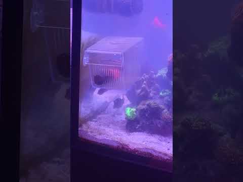wrasse circles acclimation box